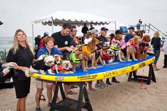 圖片版權(quán)：Dale Porter Loews Surf Dog Competition